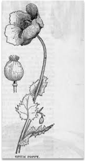 Opium Poppy Plant